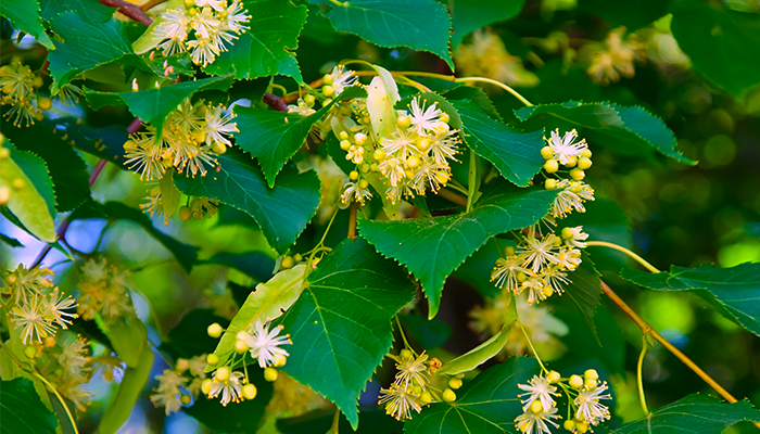 ¿Qué propiedades medicinales posee la tila?